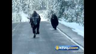 Wild Photos Capture Grizzly Chasing Bison in Yellowstone National Park  BEAR VS BISON [upl. by Sirahs]