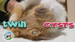 Crystal came to rescue with 2 cysts that needed attention at Cavy Central Guinea pig rescue [upl. by Springer901]