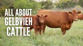 Gelbvieh Cattle Everything You Should Know [upl. by Yonah531]