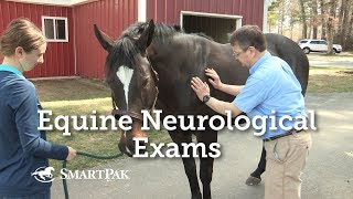 Equine Neurological Exams [upl. by Linell726]