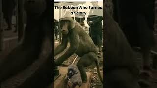 The Baboon Who Earned a Salary [upl. by Osy481]