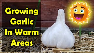 How To Grow Garlic In Warm Climates And Tropical Regions [upl. by Simon]