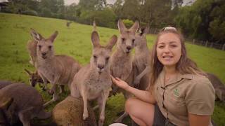 Learn all about Kangaroos and Wallabies [upl. by Ikcin]