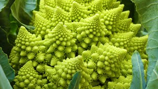 Fractals in Nature [upl. by Greenburg697]