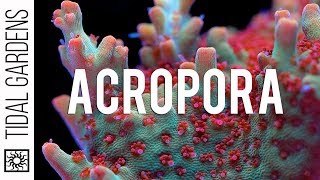 Acropora Coral Care Tips [upl. by Eciralc165]