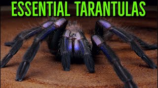 MUST HAVE Tarantulas  YOU Need These BIG Spiders [upl. by Jonette]