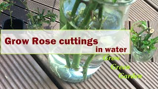 How to grow rose cuttings in water [upl. by Htebasyle]