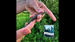 Catching Skinks The Lizard Youve NEVER Heard of [upl. by Giffy]