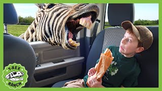 Dinosaur Adventure With Zoo Animals TRex Ranch Adventures for Kids [upl. by Hake]