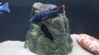 Oreochromis shiranus shiranus [upl. by Mechling]