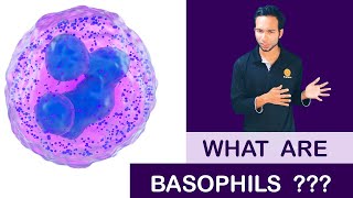 What are Basophils   Clear explain [upl. by Nerhtak]