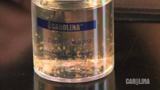 How to Care for Daphnia [upl. by Haden]