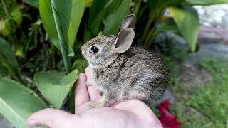 Caring for a Baby Cottontail Rabbit Thumper [upl. by Korfonta]