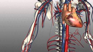 Veins of the body  PART 1  Anatomy Tutorial [upl. by Nyleahcim543]