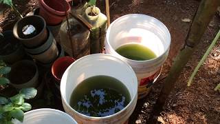 How to grow Green Water Algae [upl. by Tivad732]