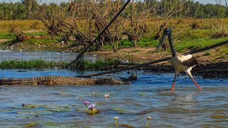 Wonders Of A Billabong [upl. by Byrle]