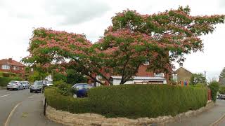 Albizia Silk Tree in Full Flower [upl. by Oirramaj]