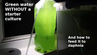 Green Water WITHOUT a Starter Culture  From Scratch  How To [upl. by Whitson148]