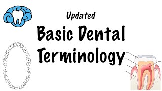 Basic Dental Terminology  UPDATED [upl. by Edgar647]