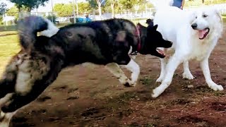 Akita vs Great Pyrenees Battle At Dog Park [upl. by Asyen]