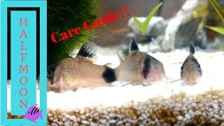 How to Care for Corydora Catfish [upl. by Valma]