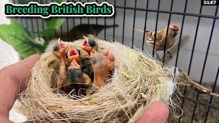 Baby Bullfinches Hybrids and More  Breeding British Birds S1E7 [upl. by Berna]