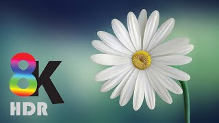 8K VIDEOS  UltraHD HDR 60fps  Blooming Flowers Timelapse [upl. by Nodnek]