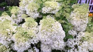 BOBO® Hydrangea  wwwgardencrossingscom [upl. by Ila502]