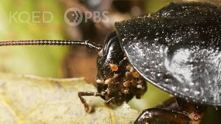 You Wish You Had Mites Like This Hissing Cockroach  Deep Look [upl. by Fairman828]