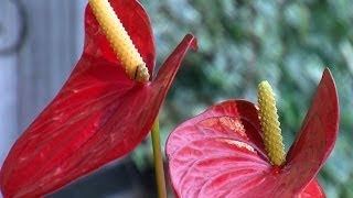 🌺 Comment prendre soin de votre Anthurium à la maison 🌱 [upl. by Ogilvie814]