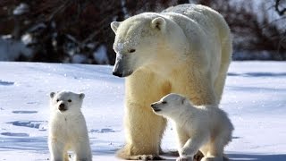 El Oso Polar Documental En Español [upl. by Elsbeth453]