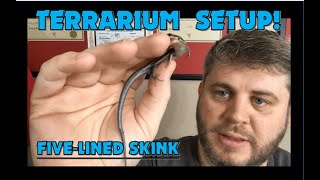 Setting Up FiveLined Skink TankTerrarium [upl. by Charline60]