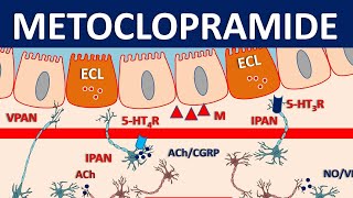 Metoclopramide Reglan  Mechanism precautions side effects amp uses [upl. by Alodie]