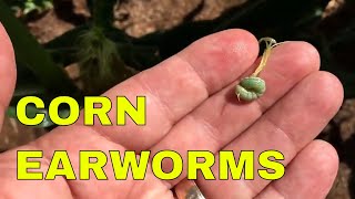 CONTROLLING EARWORMS IN SWEET CORN [upl. by Hamirak]