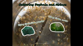 How To Culture Daphnia and Moinas using Green Water Spirulina powder [upl. by Barbey]