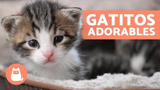 Vídeos de GATITOS BEBÉS 😻 ¡Gatos Tiernos y Graciosos [upl. by Lannie]