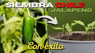 Como SEMBRAR CHILE JALAPEÑO en MACETA 🌶 Ají 🌱 [upl. by Drarig288]