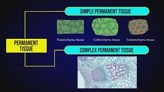 What are Permanent Tissues  Simple Tissue  Parenchyma Collenchyma amp Sclerenchyma [upl. by Garrett]