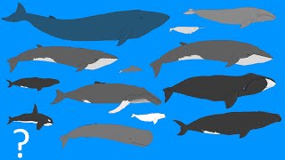 Whales Size Comparison  Animation  Cetacean Whale and Dolphins OLD VERSION [upl. by Kissel]