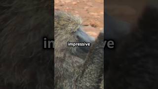 Baboon Wonders Top 5 JawDropping Facts [upl. by Yeblehs499]