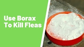 Using Borax to Kill Fleas – The Dangers Not Many Homeowners Know [upl. by Ahs]