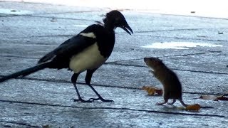 Mouse Rat VS Bird Fight Footage [upl. by Gemina]