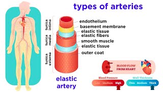 The Circulatory System Part 2 Blood Vessels [upl. by Alaaj]