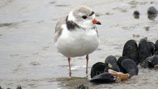 Peep  The Story of the Piping Plovers on West Meadow Beach [upl. by Broek]