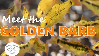 Meet the Golden Barb  Species Profile [upl. by Ycnej]