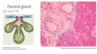 HSCI 4590 Histology salivary glands [upl. by Reynard85]