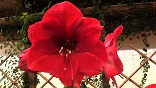 How to Make Your Amaryllis Bloom Again [upl. by Icnan]