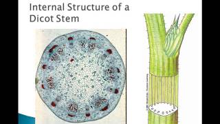 Plant Parts and Functions [upl. by Anaujik785]