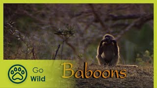 Baboons  The Whole Story 1113  Go Wild [upl. by Nerte971]