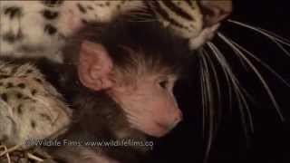 Incredible leopard and baby baboon interaction [upl. by Daniel58]